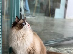 -喵屿·大理花园猫咖