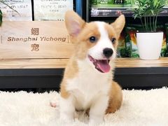 -翊宠yipet猫狗购宠庄园犬舍•猫舍