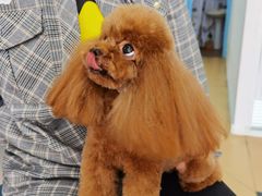 -小叮当动物医院·骨科·眼科