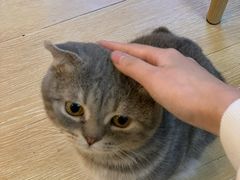 -猫咪派对(江南西店)