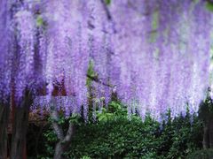 -嘉定紫藤园