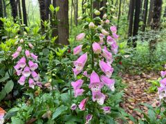 -上海共青森林公园