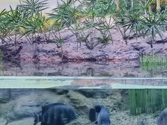-上海海洋水族馆