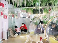 -Husky Go! 哈士奇体验馆·宠物咖啡厅狗咖