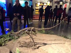 -自贡恐龙博物馆