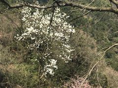 -东天目山风景区