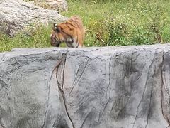 -武汉动物园