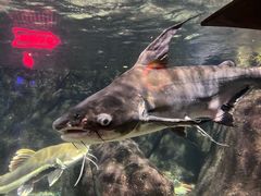 -太平洋海底世界