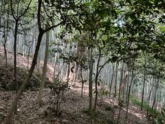 -上海佘山国家森林公园天马山园