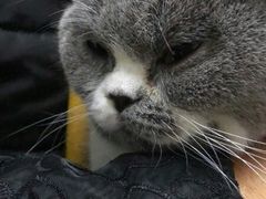 -艾贝尔宠物医院·24H转诊中心·肿瘤猫专科(江宁双龙店)