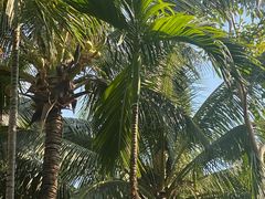 -三亚湾海居铂尔曼度假酒店