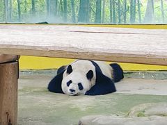 -杭州野生动物世界