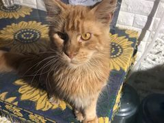 -平行世界·猫咖(首经贸店)