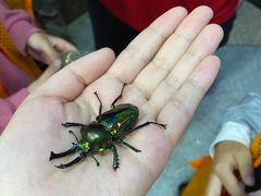 -上海大自然野生昆虫馆(东方明珠·爬宠昆虫探索中心)