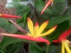 -奇芳阁