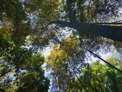 -上海佘山国家森林公园天马山园