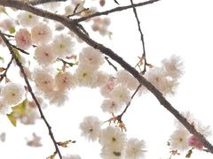 -天适樱花悠乐园