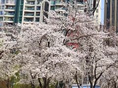 -西北湖绿化广场