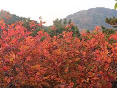 -香山公园