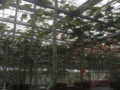 -上海都市菜园
