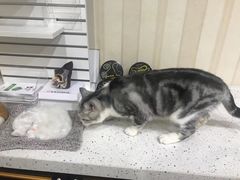 -宠爱国际动物医院·疑难骨科·心肾内科·皮肤科(太阳宫店)