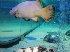 -成都浩海立方海洋公园