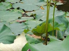 -泰州凤城河风景区-泰山公园