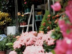 -溪岸路花鸟市场