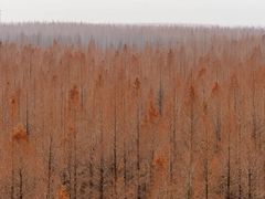 -黄海国家森林公园