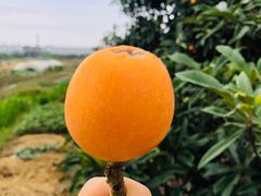 -塘栖枇杷特色园区