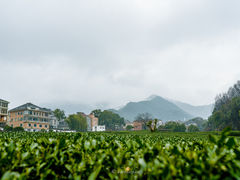 -龙坞茶村