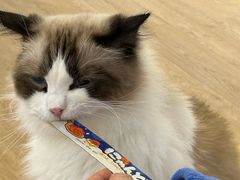 -1013 PET SHOP精品宠物商店(丁香店)