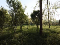 -合肥滨湖国家森林公园