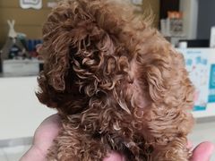 -美联众合动物医院·24h京西诊疗中心