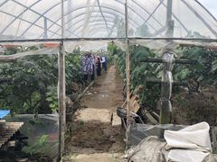 -马陆小张葡萄园农家乐