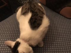 -Sirena海妖日咖夜酒