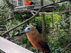 -新加坡飞禽公园