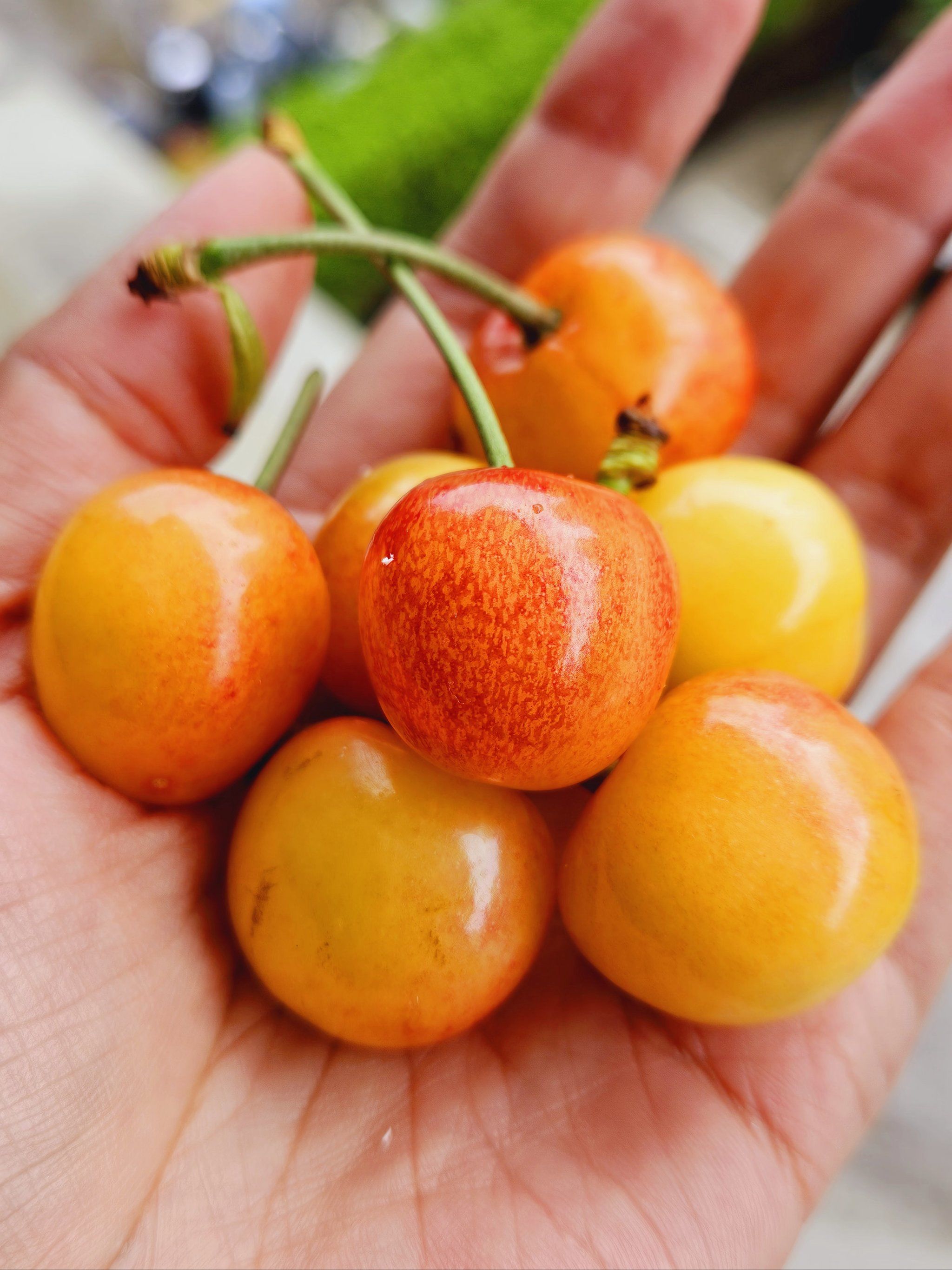 安利一下四川的黄樱桃90