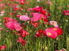 -清心素食自助餐厅(夫子庙店)