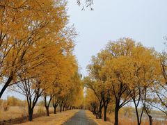 -野鸭湖国家湿地公园