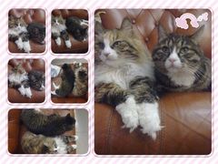 -瑞派·关忠动物医院·异宠专科·犬猫肿瘤·皮肤专科(望京店)