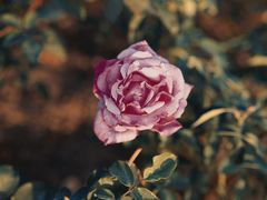 -上海滨江森林公园