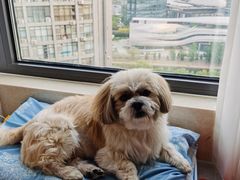 -北京观赏动物医院·24小时大型综合·猫专科·异宠专科