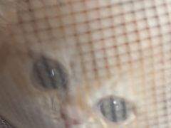 -美联众合爱康动物医院•复杂内科•肿瘤科•牙科•腔镜诊疗中心