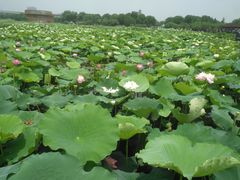 -荷塘月色湿地公园·向阳花洲