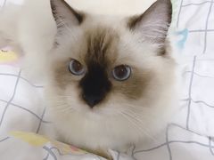 -伟伟宠物医院·CT影像中心·瑞派犬猫综合性门诊(汉口总院)