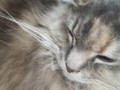 -蓝鲸·缅因猫舍