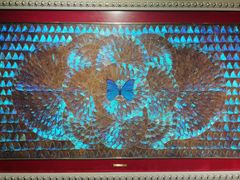 -上海昆虫博物馆