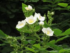 -重庆平顶山公园