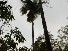 -呀诺达热带雨林